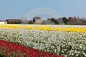 Multicolored narcissus and tulips field in Holland