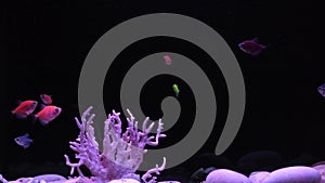 Multicolored neon small fish in aquarium on a black background. Fish called Ternetia caramel or Black tetra, fluorescent