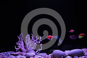 Multicolored neon small fish in aquarium on a black background. Fish called Ternetia caramel or Black tetra, fluorescent