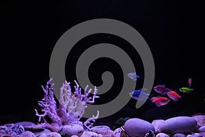 Multicolored neon small fish in aquarium on a black background. Fish called Ternetia caramel or Black tetra, fluorescent