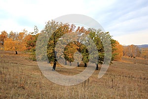 Multicolored oaks