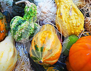 Multicolored orange and green pumpkins on straw. Decoration for Halloween