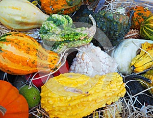 Multicolored orange and green pumpkins on straw. Decoration for Halloween