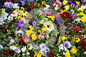 Multicolored pansies.