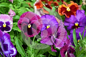Multicolored pansies on the flower bed