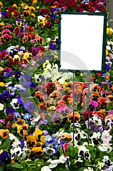 Multicolored pansies with sign