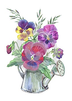 Multicolored pansies in a watering can on a white background.