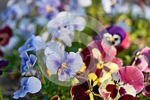 Multicolored pansy flower plant natural background, summer time