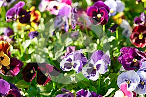Multicolored pansy flower plant natural background, summer time