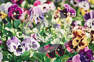 Multicolored pansy flower plant natural background, summer time