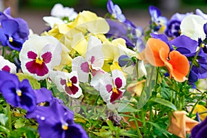 Multicolored pansy flower plant natural background, summer time