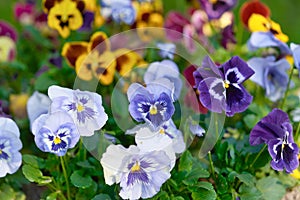 Multicolored pansy flower plant natural background, summer time