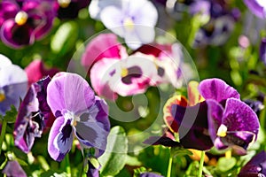 Multicolored pansy flower plant natural background, summer time