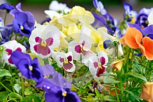 Multicolored pansy flower plant natural background, summer time