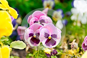 Multicolored pansy flower plant natural background, summer time