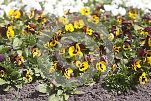Multicolored pansy flowers in spring park
