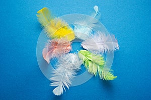 Multicolored parrot feathers on a blue background