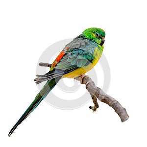 Multicolored parrot sitting on twig isolated o white background.