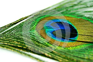 Multicolored peacock feather isolated on white background