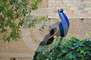 Multicolored peacock profiled on a vine, LÃ©rid
