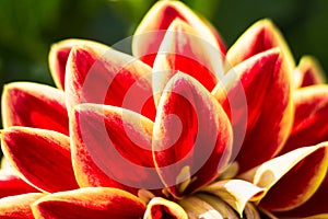 Multicolored petals of colorful flower dahlia macro