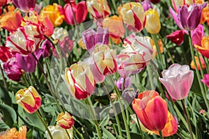 Multicolored Pink and purple tulips against green foliage