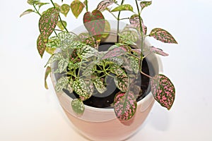 A multicolored polka dot plant in a white pot on a table