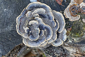 Multicolored polypore mushroom on an old tree stump