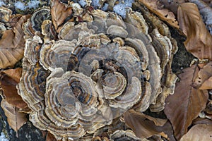 Multicolored polypore mushroom on an old tree stump with dried leaves.