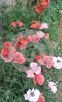 Multicolored poppy folwers blooming in flowerbed.