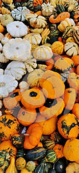 Multicolored pumpkins