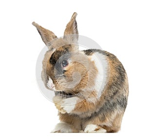 Multicolored Rabbit licking his paws, isolated