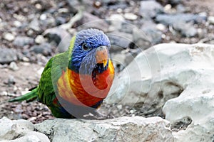 Multicolored Rainbow Lorikeet parrot sits on a stony surface