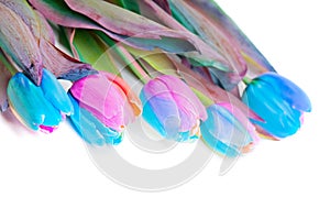 Multicolored rainbow tulips for border or frame