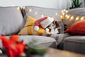 Multicolored relaxed cat lying on a gray sofa in a Santa& x27;s hat with blurred Christmas decor composition on the
