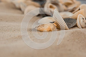 Multicolored river seashells lie chaotically on the sand next to the sea. Macro photography. Close-up background concept, copy