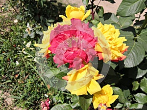 Multicolored rose flowers on a same branch yellow and red