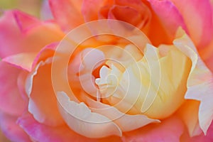 Multicolored Rose, Pastel pink, orange, and yellow Macro Shot