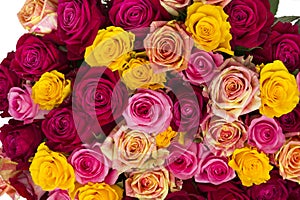 Multicolored roses