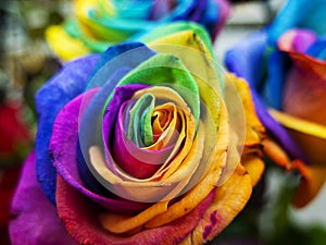 Multicolored roses in vibrant colors