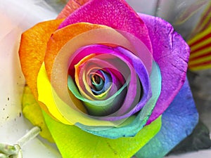 Multicolored roses in vibrant colors