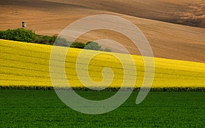 Multicolored Rural Landscape. A Green Field Of Wheat, A Strip Of Yellow Flowering And Brown Plowed Arable Land.Wavy Cultivate photo