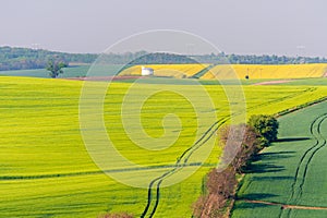 Multicolored Rural Spring Landscape.Green Field Of Wheat and Strip Of Yellow Flowering Rape.