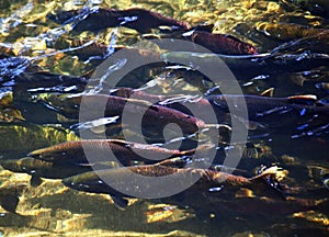 Multicolored Salmon SIssaquah Creek Washington