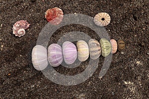 Multicolored sea urchin shells on wet black volcano sand. Variety of colorful sea urchins on the beach. Group of seashells on