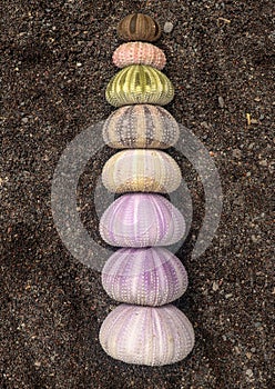 Multicolored sea urchin shells on wet black volcano sand. Variety of colorful sea urchins on the beach. Group of seashells on