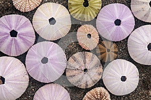 Multicolored sea urchin shells on wet black volcano sand. Variety of colorful sea urchins on the beach. Group of seashells on