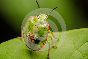 Multicolored Shield Bug