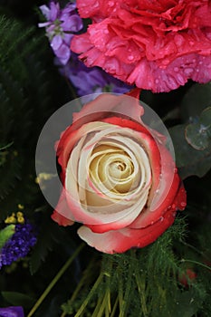 Multicolored single rose