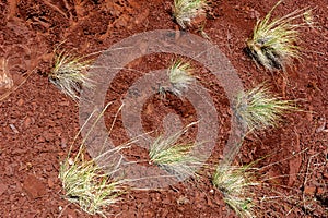 Multicolored soil of mercury occurrence in Altai steppe